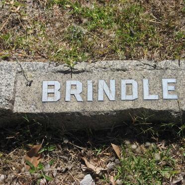 BRINDLE ?