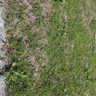 SPILLANE Emily Keane 1860-1944 :: SPILLANE Rowland George 1910-1988