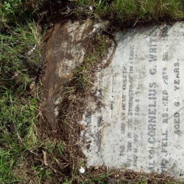 WHITE Cornelius G - 1896 :: White Cornelius G -1916