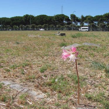 5. Lone March Lily
