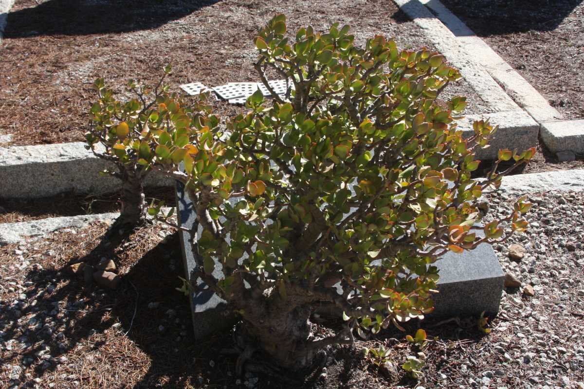 KRIEL Pieter Eduard 1910-1965