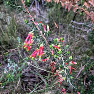 6. Veldblomme / Wild flowers