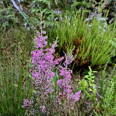 5. Veldblomme / Wild flowers