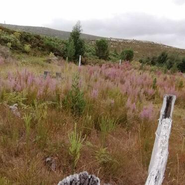 Western Cape, KNYSNA district, Buffels Nek Forest Reserve 50_2, cemetery