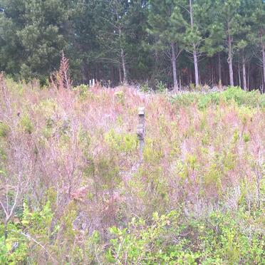 5. Very overgrown and neglected