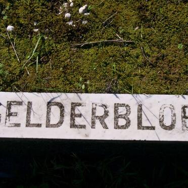 GELDERBLOEM
