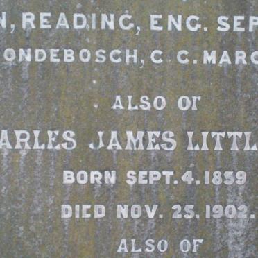 LITTLEWORT :: DARTER