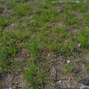 NICHOLLS James -1925