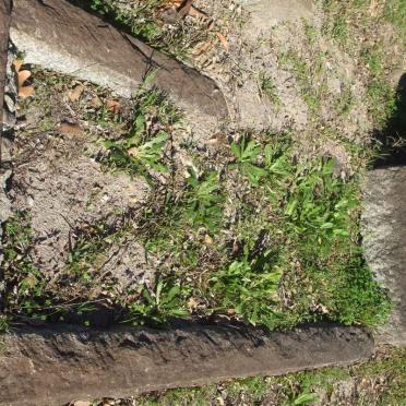 STACEY Leonora Jane -1933