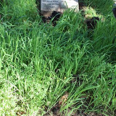 WOODING Susan 1898-1950