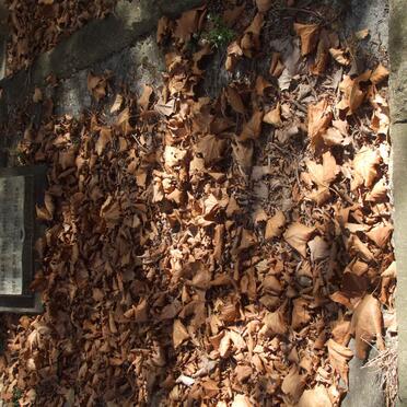 WHITE Samuel -1952 &amp; Maria SMITH -1954