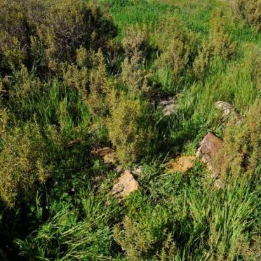 Western Cape, MALMESBURY district, Philadelphia, Rondeberg 1373, farm cemetery