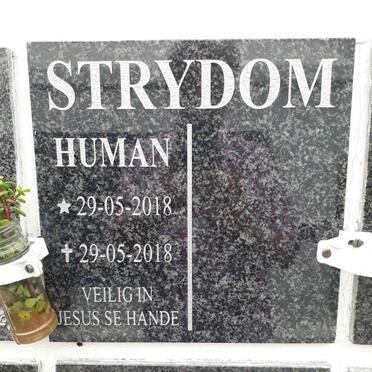STRYDOM Human 2018-2018