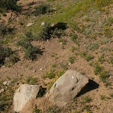 Western Cape, MURRAYSBURG district, Toverwater 91, Toverwater_1, farm cemetery