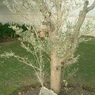 6. Gethsemane olyfboom