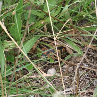 2. Mountain tortoise checking on the graves