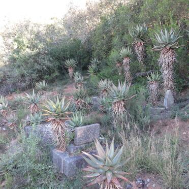 1. Oorsig / Overview