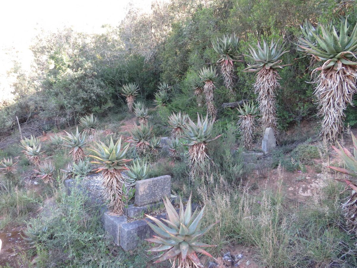 1. Oorsig / Overview