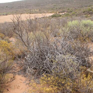 ? Unmarked grave with Tombstone