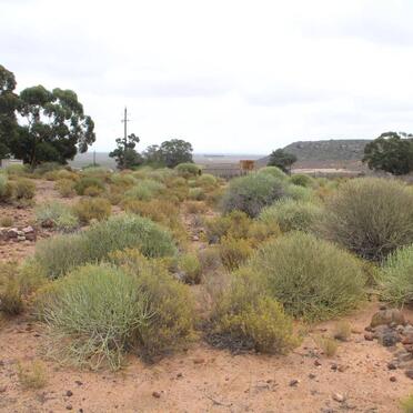 ? Unmarked Grave with stones