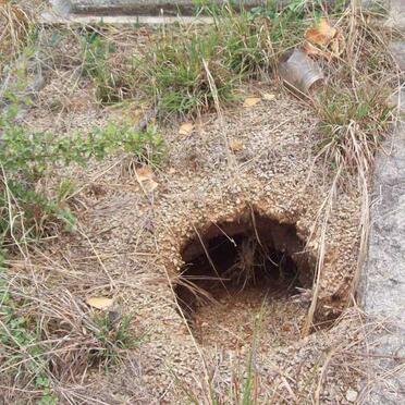 5. Overview of BRANIFF Grave with animal hole