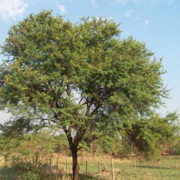 Zimbabwe, MASVINGO, Main cemetery